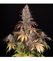 Sour Strawberry