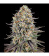 Sour Strawberry Barney's Farm | Σπόροι Κάνναβης