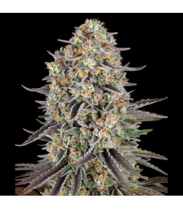 Sour Strawberry Barney's Farm | Σπόροι Κάνναβης
