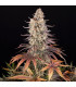 Sour Strawberry Barney's Farm | Σπόροι Κάνναβης