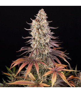 Sour Strawberry