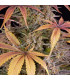 Sour Strawberry Barney's Farm | Σπόροι Κάνναβης
