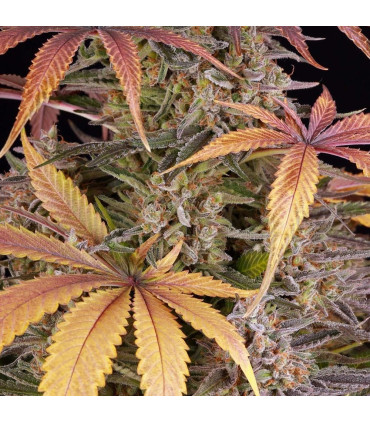 Sour Strawberry Barney's Farm | Σπόροι Κάνναβης