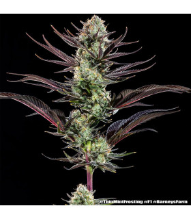 Thin Mint Frosting F1 Barney's Farm | Σπόροι Κάνναβης