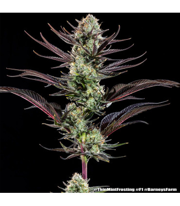 Thin Mint Frosting F1 Barney's Farm | Σπόροι Κάνναβης