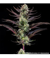 Thin Mint Frosting F1