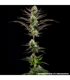 Thin Mint Frosting F1