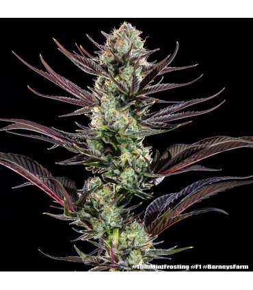 Thin Mint Frosting F1 Barney's Farm | Σπόροι Κάνναβης