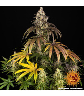 Trainwreck Barney's Farm | Σπόροι Κάνναβης