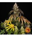 Trainwreck