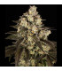 Trainwreck Barney's Farm | Σπόροι Κάνναβης