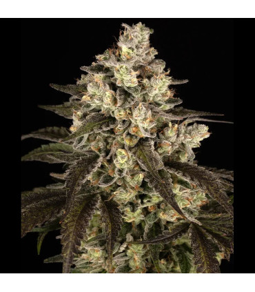 Trainwreck Barney's Farm | Σπόροι Κάνναβης