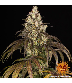 Trainwreck