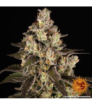 Trainwreck Barney's Farm | Σπόροι Κάνναβης