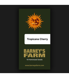 Tropicana Cherry Barney's Farm | Σπόροι Κάνναβης