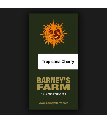 Tropicana Cherry Barney's Farm | Σπόροι Κάνναβης