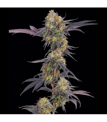 Tropicana Cherry Barney's Farm | Σπόροι Κάνναβης