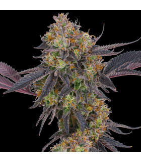 Tropicana Cherry