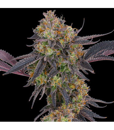 Tropicana Cherry Barney's Farm | Σπόροι Κάνναβης