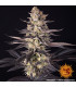 White Runtz Barney's Farm | Σπόροι Κάνναβης
