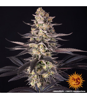 White Runtz Barney's Farm | Σπόροι Κάνναβης
