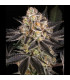 White Runtz Barney's Farm | Σπόροι Κάνναβης