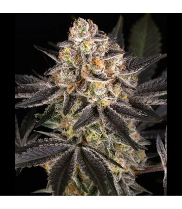 White Runtz Barney's Farm | Σπόροι Κάνναβης