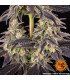 White Runtz Barney's Farm | Σπόροι Κάνναβης