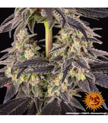 White Runtz Barney's Farm | Σπόροι Κάνναβης