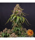 White Widow XXL Barney's Farm | Σπόροι Κάνναβης
