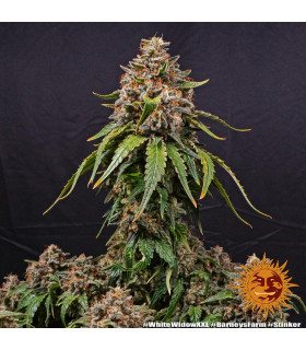 White Widow XXL Barney's Farm | Σπόροι Κάνναβης