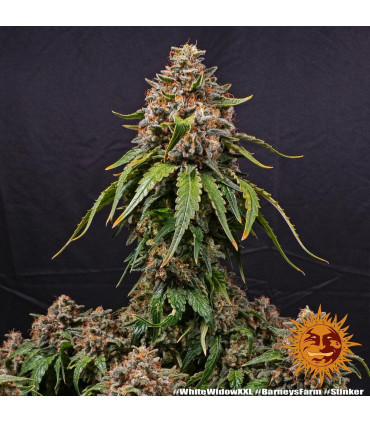 White Widow XXL Barney's Farm | Σπόροι Κάνναβης