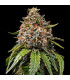 White Widow XXL Barney's Farm | Σπόροι Κάνναβης