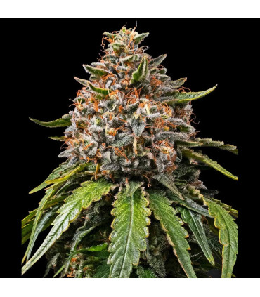 White Widow XXL Barney's Farm | Σπόροι Κάνναβης