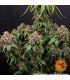 White Widow XXL Barney's Farm | Σπόροι Κάνναβης