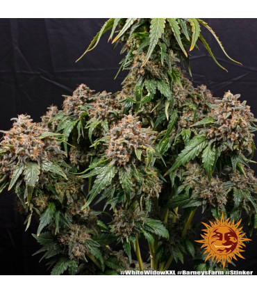 White Widow XXL Barney's Farm | Σπόροι Κάνναβης