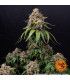 White Widow XXL Barney's Farm | Σπόροι Κάνναβης
