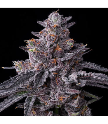 Zillions Barney's Farm | Σπόροι Κάνναβης