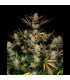 Apple Strudel Auto Fast Buds | Αυτόματοι Σπόροι Κάνναβης