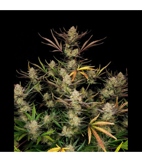 Apple Strudel Auto Fast Buds - Αυτόματοι Σπόροι Κάνναβης