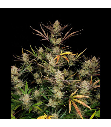Apple Strudel Auto Fast Buds | Αυτόματοι Σπόροι Κάνναβης