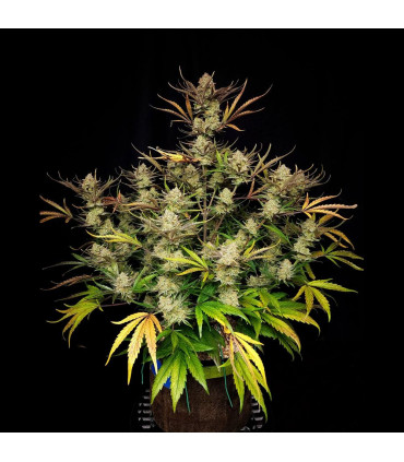 Apple Strudel Auto Fast Buds | Αυτόματοι Σπόροι Κάνναβης