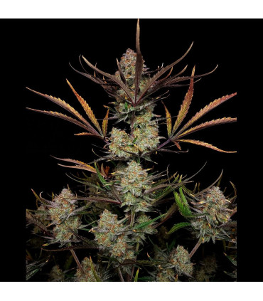 Apple Strudel Auto Fast Buds | Αυτόματοι Σπόροι Κάνναβης