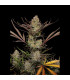 Apple Strudel Auto Fast Buds | Αυτόματοι Σπόροι Κάνναβης