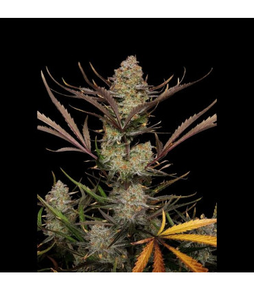 Apple Strudel Auto Fast Buds | Αυτόματοι Σπόροι Κάνναβης