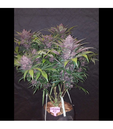 Blackberry Auto Fast Buds | Αυτόματοι Σπόροι Κάνναβης