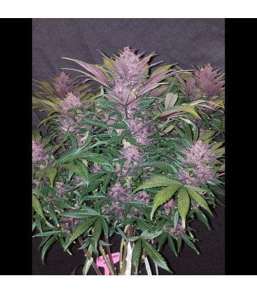 Blackberry Auto Fast Buds | Αυτόματοι Σπόροι Κάνναβης
