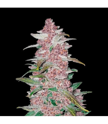 Blackberry Auto Fast Buds | Αυτόματοι Σπόροι Κάνναβης