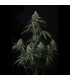 Banana Cherry Cookies Fast Buds | Αυτόματοι Σπόροι Κάνναβης