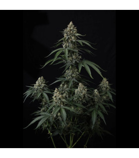 Banana Cherry Cookies Fast Buds - Αυτόματοι Σπόροι Κάνναβης